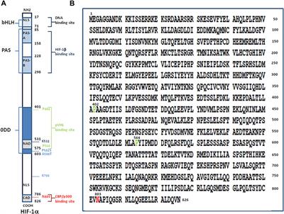 The impact of COVID-19 on populations living at high altitude: Role of hypoxia-inducible factors (HIFs) signaling pathway in SARS-CoV-2 infection and replication